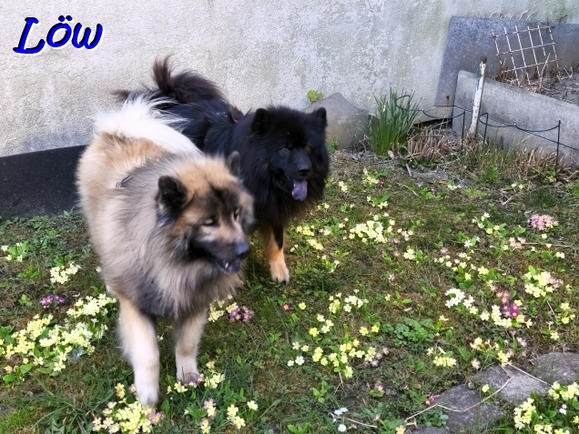 3.4.2026 - In der Primelwiese